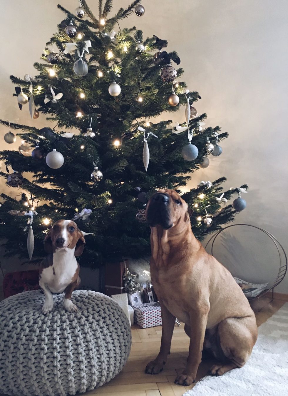 Julgran-Hundar